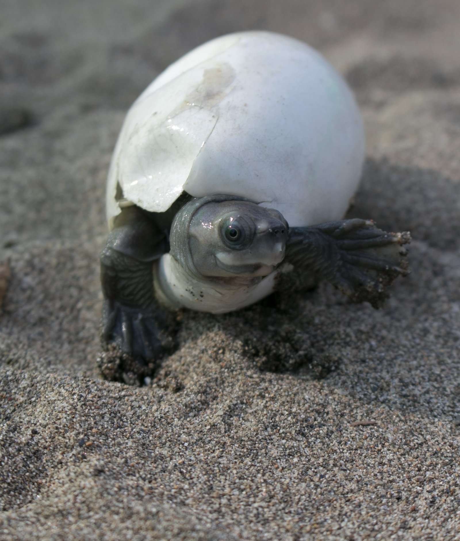 Burmese roofed turtle moments after emerging from an egg collected from a sandbank along the Chindwin River and incubated at a head-starting facility in Limpha village, Sagaing region, Myanmar. Photo by Myo Min Win/WCS Myanmar (Platt et al 2020).