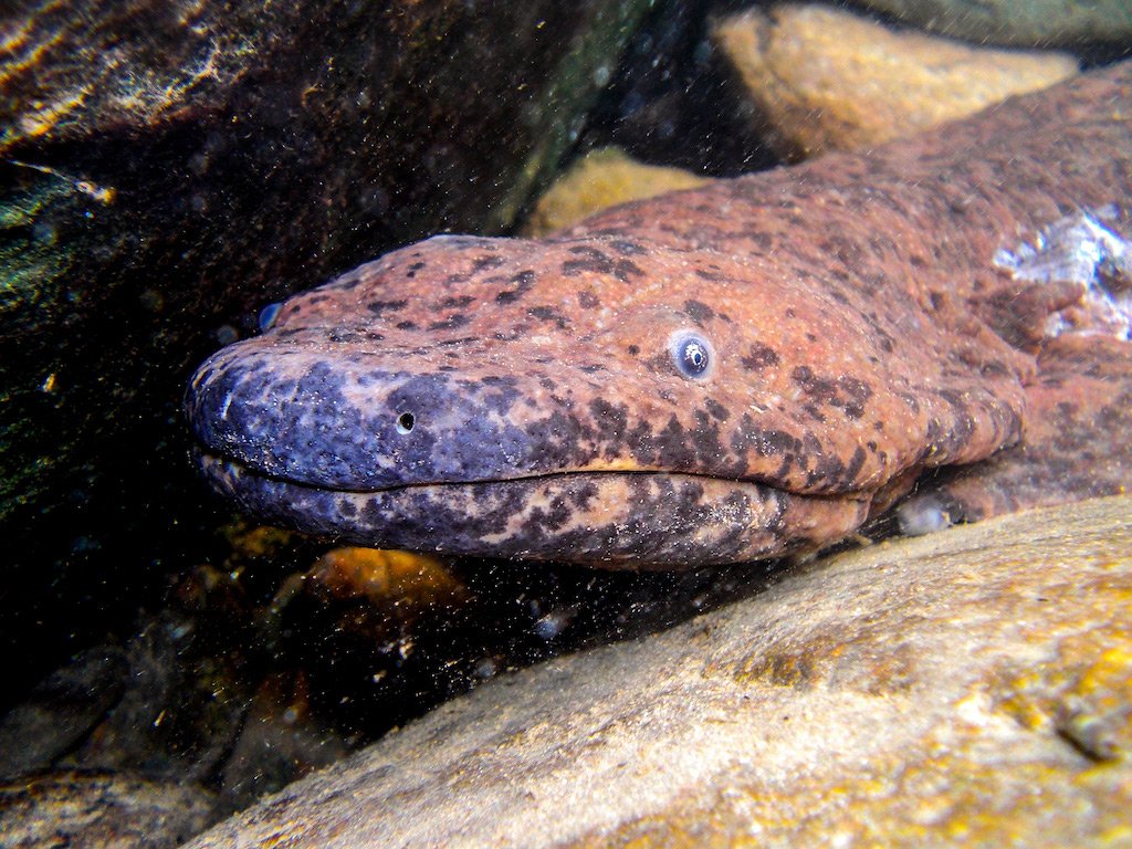 Critically Endangered Chinese giant salamander (c) ZSL Benjamin Tapley