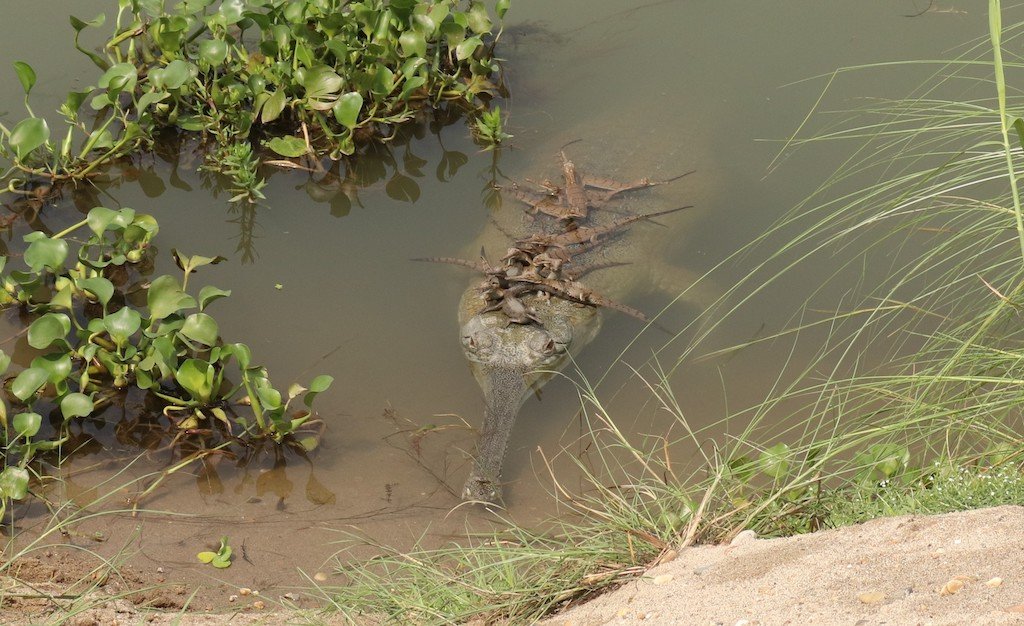 Critically Endangered Gharial in Nepal (c) ZSL Rikki Gumbs