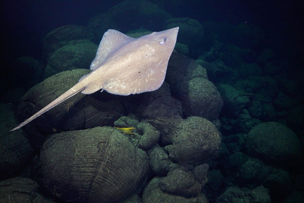 A skate swims above an egg pouch in the Pacific Ocean.