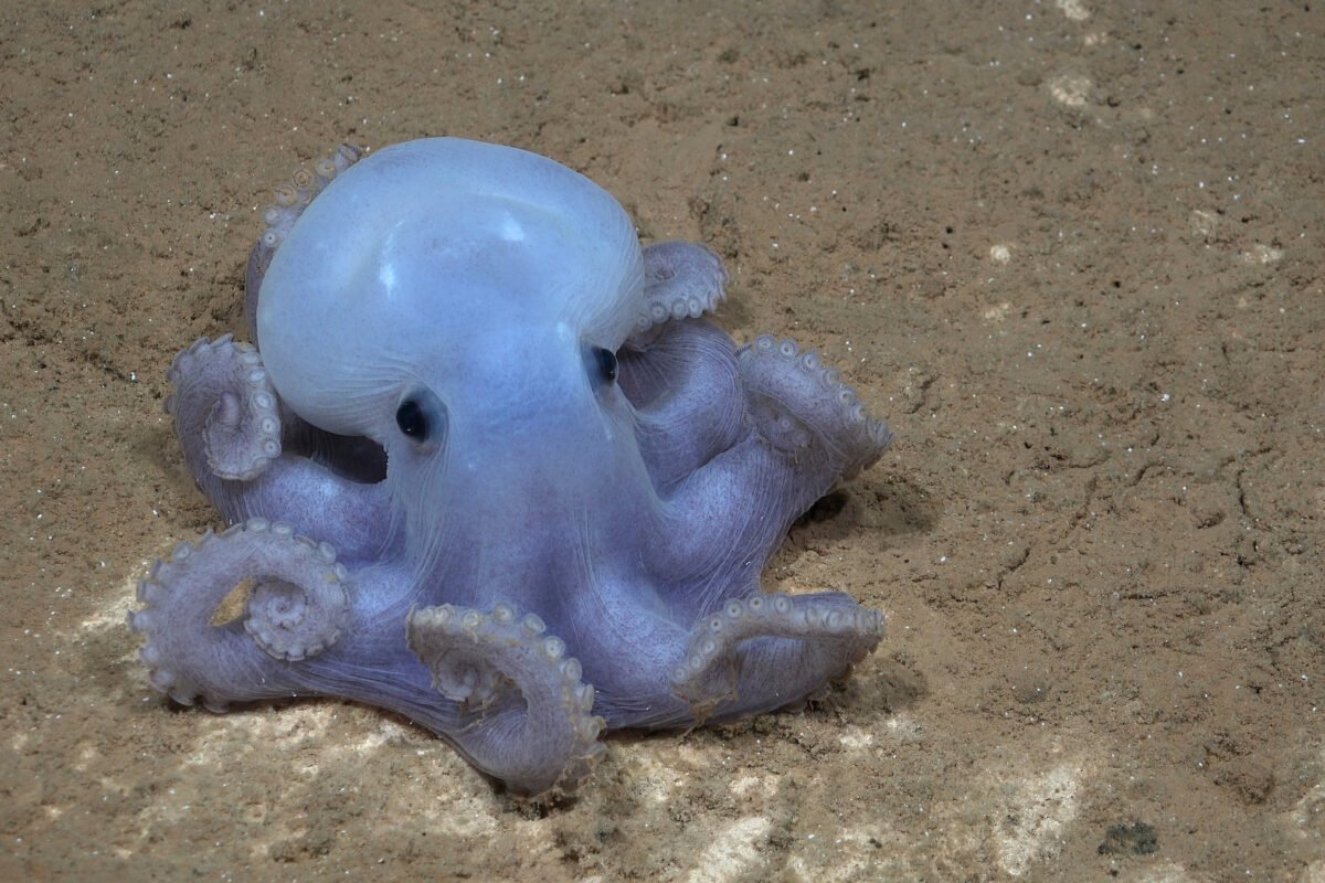 A Casper octopus seen in the southern Pacific Ocean