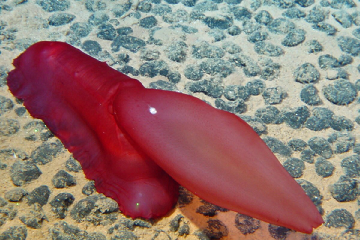 A sea cucumber (Psychropotes semperiana) over manganese nodules on the Kaplan abyssal plain