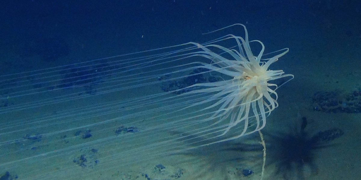 A new species of Cnidaria