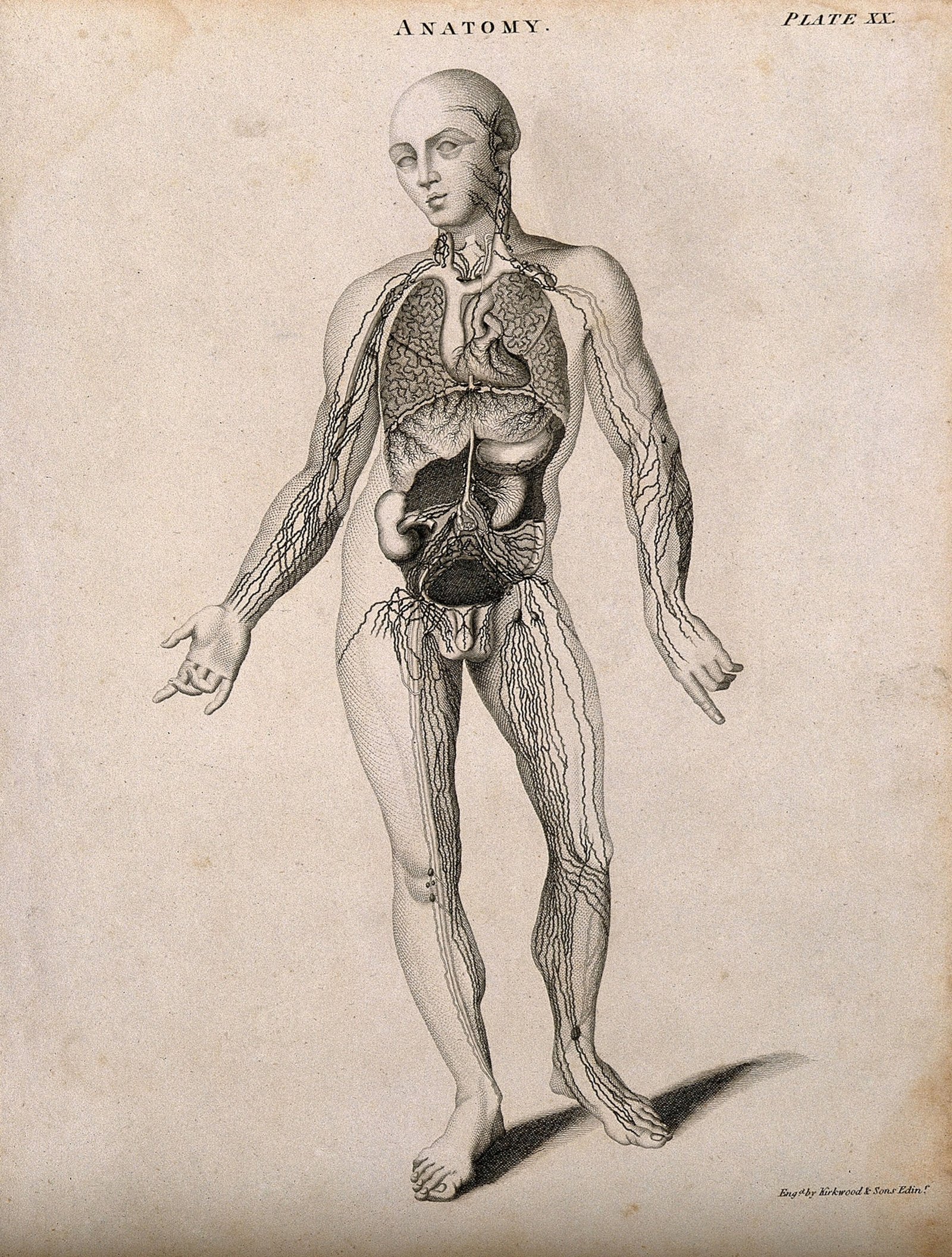 A illustrated figure shows inside a persons body with an emphasis with heavy dark lines of the lymphatic system.