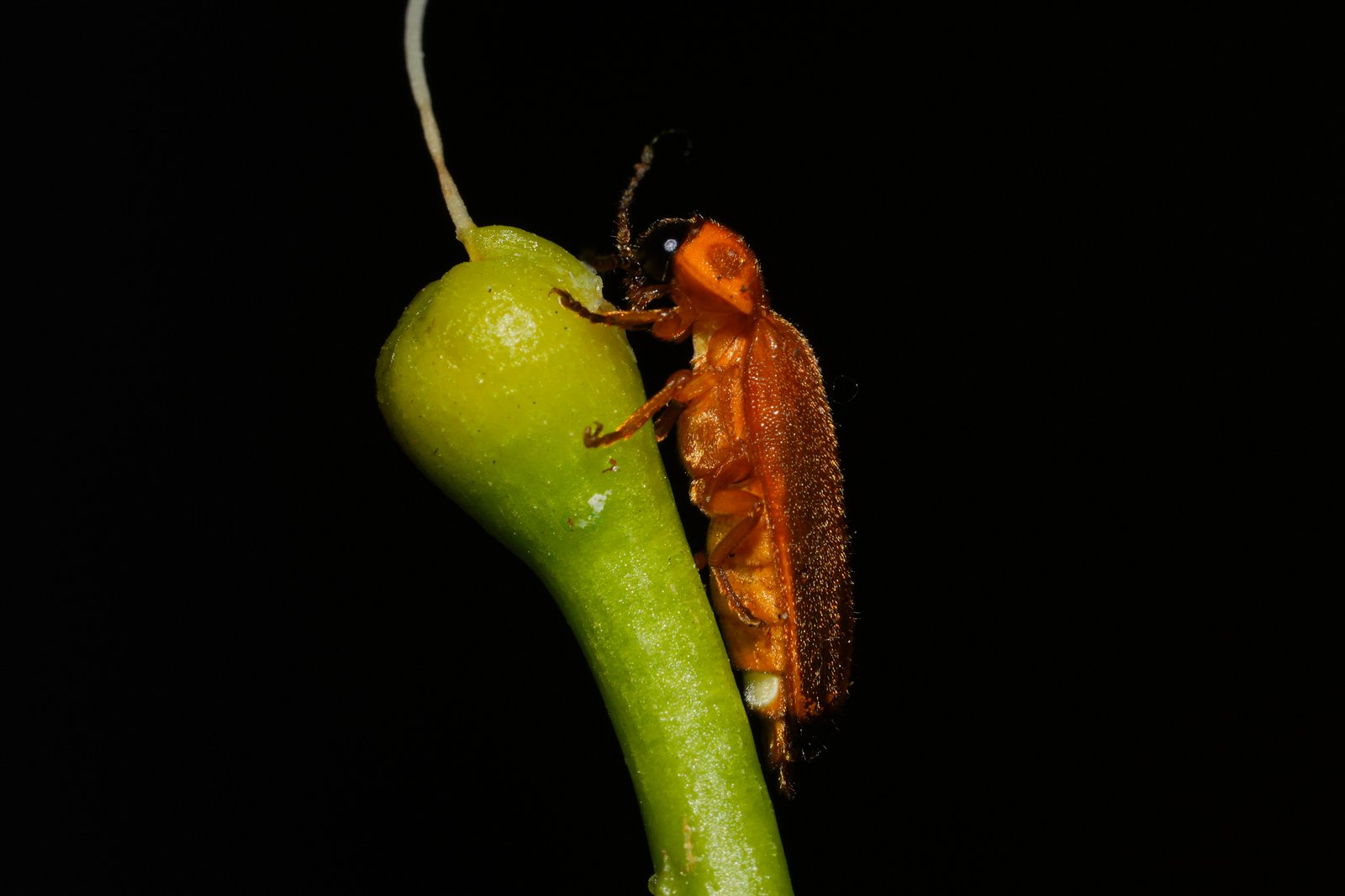 a firefly on a green leaf