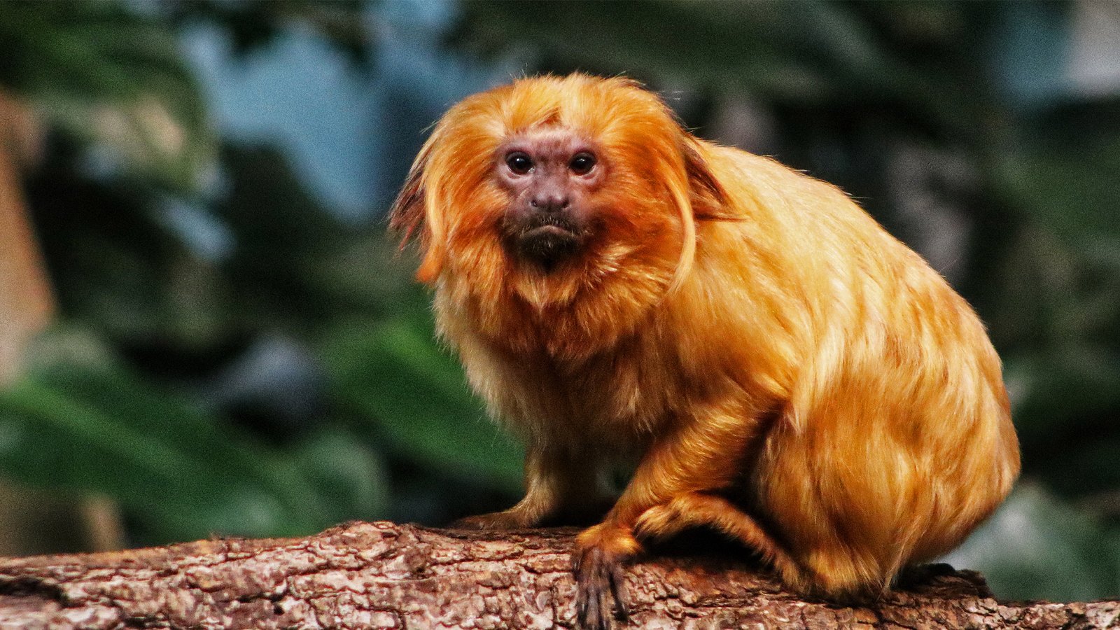 The endangered golden lion tamarin (Leontopithecus rosalia).