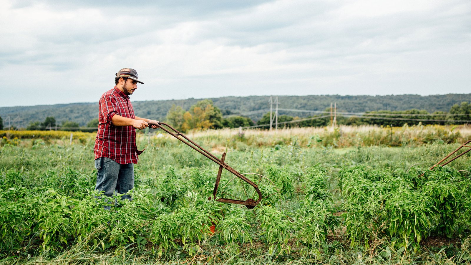 A farmer pushes an old school gardening tool through a field