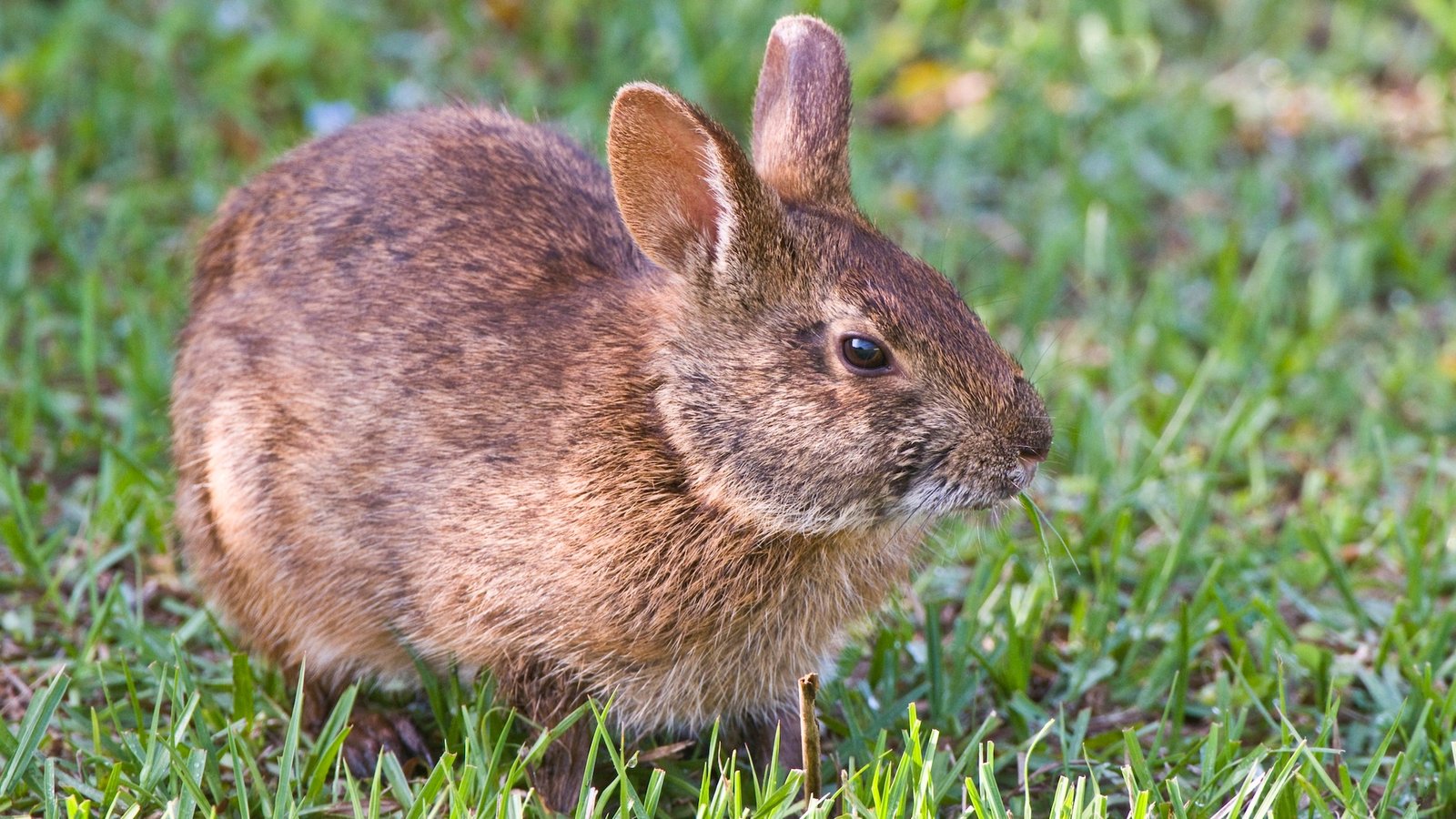 Marsh Rabbit, Sylvilagus floridanus. Dark brown, small-footed rabbit found in wetlands from SE Virginia to Florida. Green Cay Wetlands, Delray Beach, Florida.