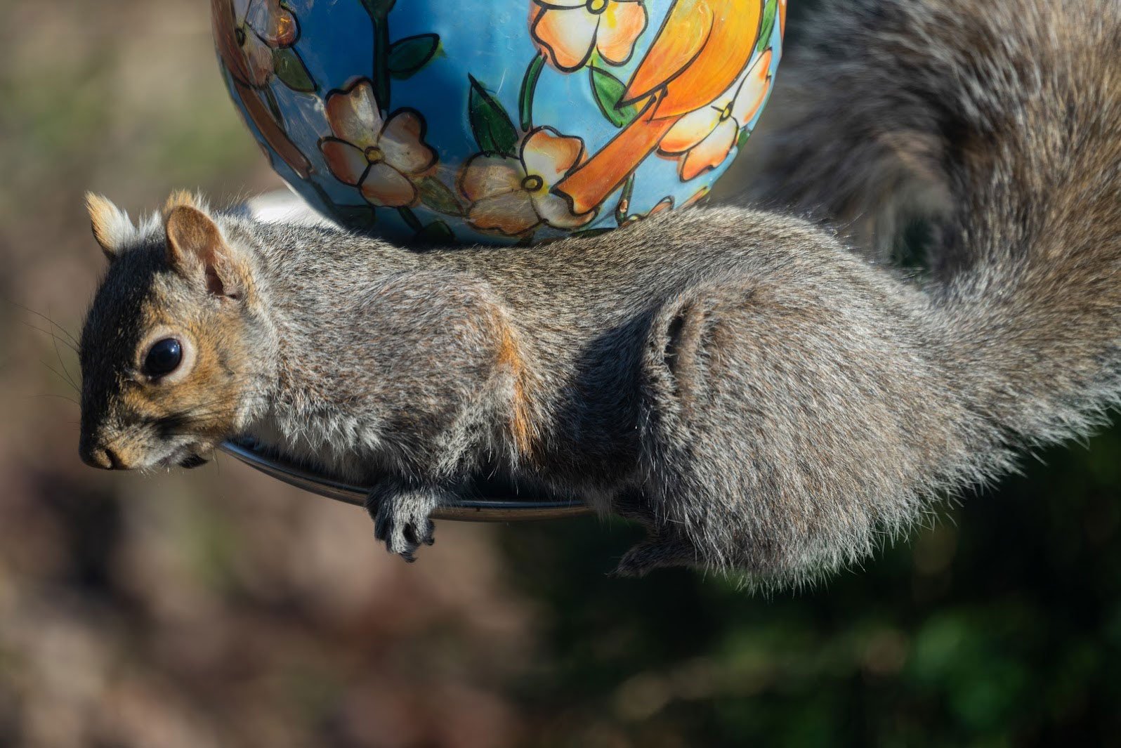 Squirrel in a bird feeder