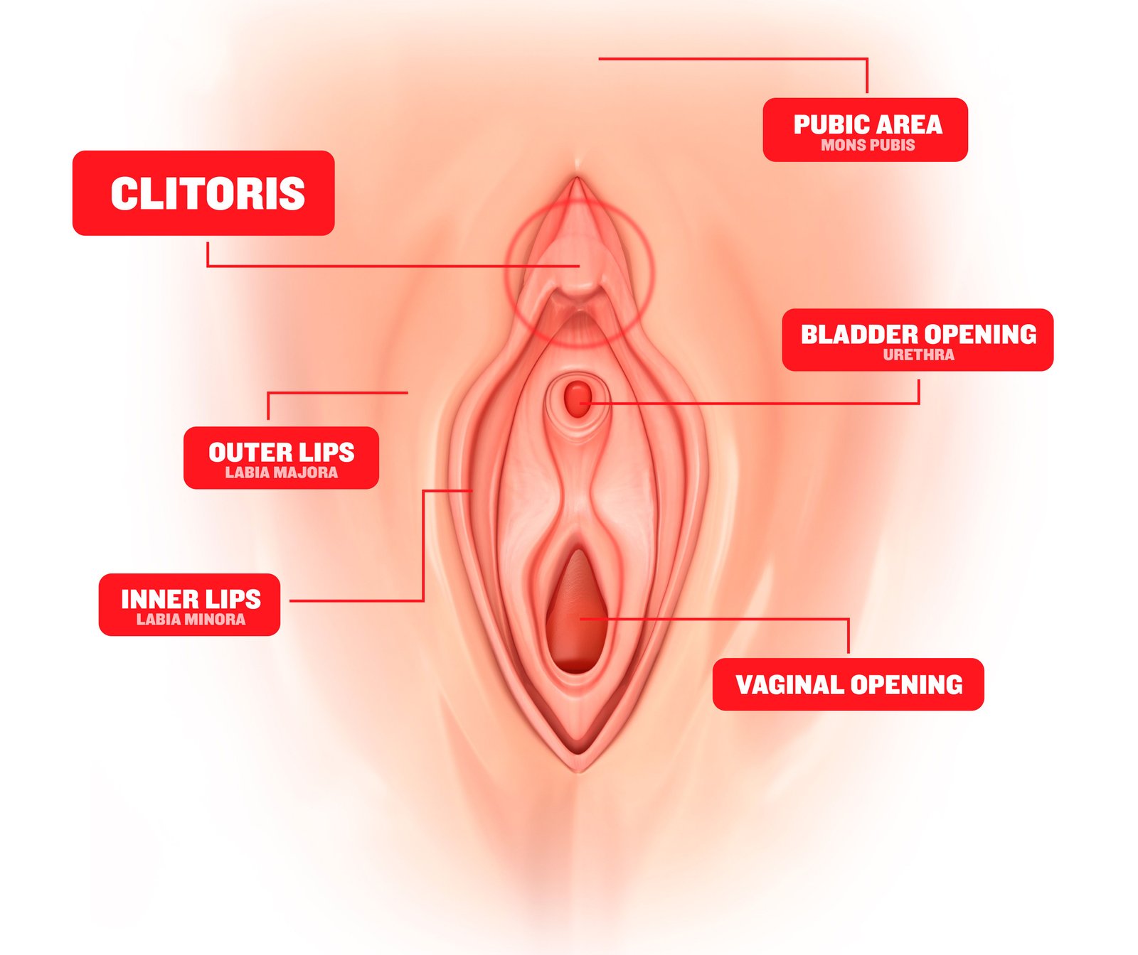 diagram of clitoris and vulva