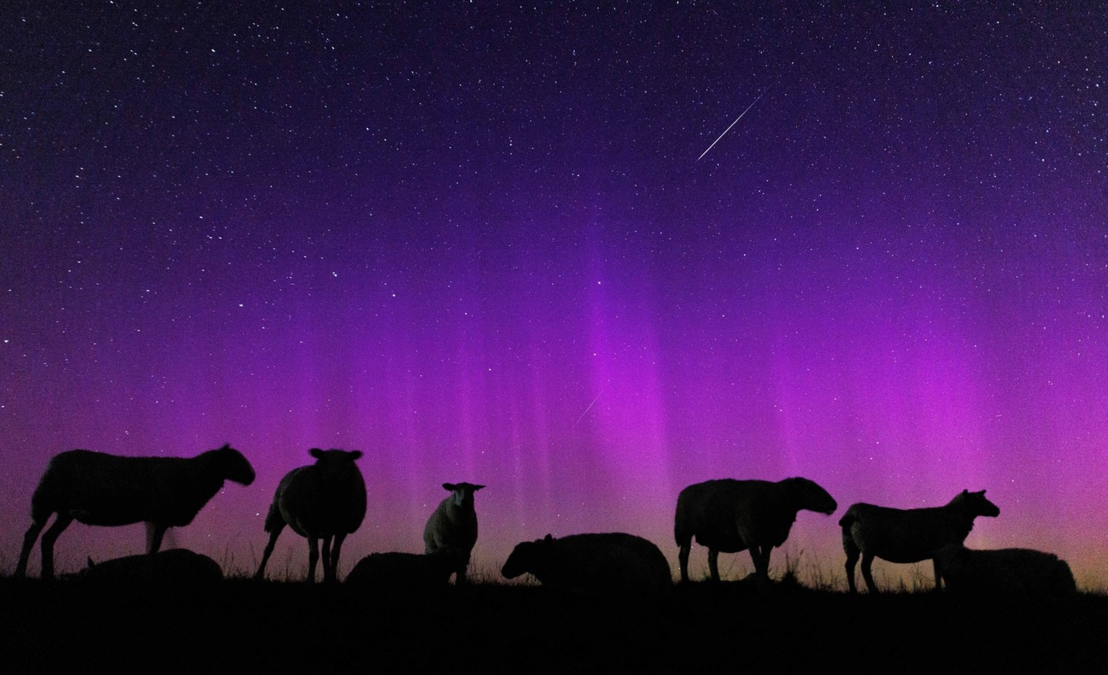 The silhouettes of sheep beneath the northern lights, with a single meteor streaking through the sky.